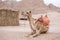 Muzzle camel in Sharm el Sheikh, Egypt. Animal in desert.