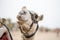 Muzzle camel in Sharm el Sheikh, Egypt. Animal in desert.