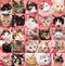 Muzzle of cats collage.