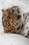 Muzzle close up. Amur leopard sleeps rests in the snow