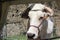 Muzzle close up of a chianina cow