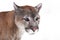 Muzzle cougar close-up on a white background. Powerful predatory face of a big cat