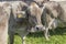 muzzle of cow in paddock at Alpine Cattle Drive, Rettenberg, Germany