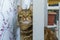 Muzzle of curious cat peeks out in home interior from the shelves