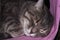 muzzle cute grey tabby cat with closed eyes slipping pink blanket at home