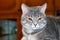 Muzzle cute grey tabby cat with orange eyes at home