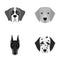Muzzle of different breeds of dogs