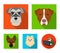 Muzzle of different breeds of dogs.Dog breed Stafford, Spitz, Risenschnauzer, German Shepherd set collection icons in