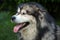 muzzle of the dog Alaskan Malamute with tongue, summer heat