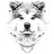 Muzzle dog breed Akita inu