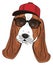 Muzzle of dog in cap with sunglasses