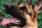 Muzzle of a dog close-up. The eyes of a German shepherd.