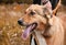 Muzzle of a dog with red hair on a background  grass, mongrel