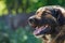 Muzzle dogs mongrels close-up natural background