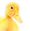 Muzzle duckling isolated