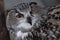 Muzzle of an eagle owl close-up, directed straight full face