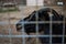 Muzzle face of a black goat with curved horns behind rusty mesh cell cage