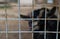 Muzzle the face of black goat with curved horns with protruding tongue behind a rusty mesh cell cage