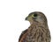 The muzzle of a falcon . A predatory, wild bird. Kestrel. Isolate.