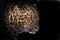 Muzzle of a Far Eastern leopard in profile in the dark, isolated