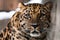 Muzzle of a Far leopard Amur leopard close-up, on a background of snow