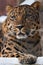 Muzzle of a Far leopard Amur leopard close-up, on a background of snow