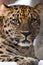 Muzzle of a Far leopard Amur leopard close-up, on a background of snow. Looks straight face, puzzled look