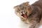 Muzzle of a fat Scottish Fold cat on a light background. Yawns lazily