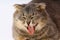 Muzzle of a fat Scottish Fold cat on a light background. Yawns lazily