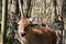 Muzzle of a female deer close-up