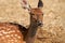 Muzzle of a female spotted deer in close-up. The doe is lying on the dried grass