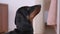 Muzzle of friendly dachshund puppy in light bathroom closeup