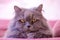 Muzzle of gray big long-haired British cat lies on a pink sofa. Concept weight gain during the New Year holidays, obesity, diet