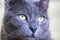 muzzle of a gray burmese cat close-up, horizontal