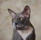 Muzzle gray cat breed Peterbald
