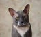 Muzzle gray cat breed Peterbald