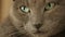 Muzzle gray cat close-up