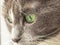 Muzzle gray cat close-up.cat1