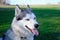 Muzzle gray colored dog Siberian husky breed with its tongue hanging out