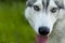 Muzzle gray colored dog Siberian husky breed with its tongue hanging out