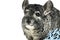Muzzle gray cute chinchilla, the animal sits next to the blue snowflake, preparing for the holidays and the new year. Isolated