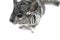 Muzzle gray cute chinchilla close-up. Isolate on white background