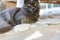 The muzzle of a gray Maine Coon cat and beautiful cat`s eyes with glare from the sun through a crack in the wooden construction.