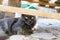 The muzzle of a gray Maine Coon cat and beautiful cat`s eyes with glare from the sun through a crack in the wooden construction.