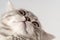 Muzzle of a gray tabby cat, bottom view, light background, close-up. Portrait of a curious kitten to overlay on your
