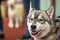 Muzzle gray young dog Husky closeup