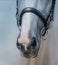 Muzzle of grey stallion with white mark close up