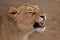 Muzzle growls coarsely from the side. Lioness is a large predatory strong and beautiful African cat
