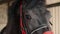 Muzzle of harnessed horse on farm, closeup
