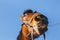 Muzzle horse cowboy with a straw in his mouth on a blue field